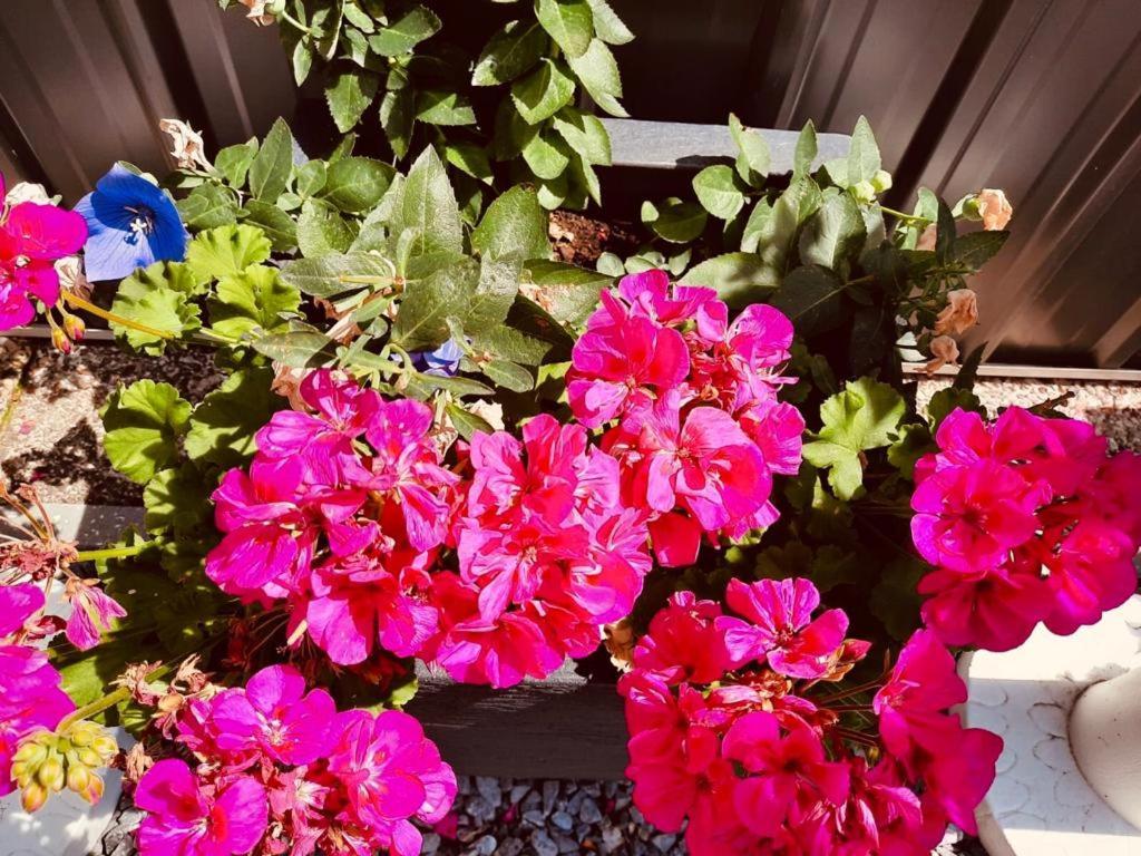 Casa Roman Zonhoven Dış mekan fotoğraf
